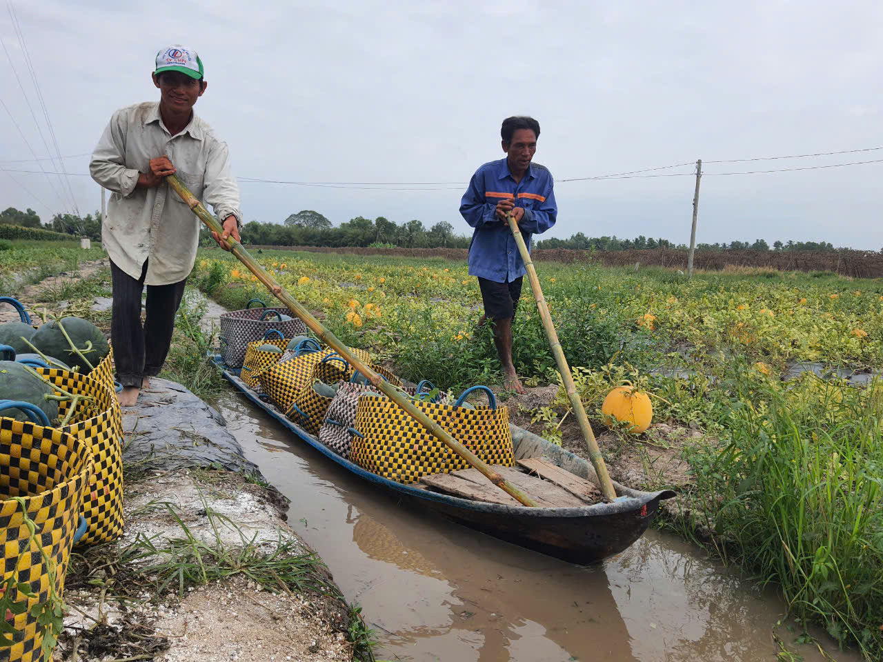Ông Trương Phước Hiền – Phó trưởng Phòng NN&PTNT huyện Phước Long cho hay, vụ dưa Tết năm nay, xã Vĩnh Phú Đông xuống giống hơn 30 ha, với hơn 70 hộ trồng, các giống dưa phổ biến như: An Tiêm, dưa vỏ vàng ruột đỏ…. Ông Trương Phước Hiền – Phó trưởng Phòng NN&PTNT huyện Phước Long cho hay, vụ dưa Tết năm nay, xã Vĩnh Phú Đông xuống giống hơn 30 ha, với hơn 70 hộ trồng, các giống dưa phổ biến như: An Tiêm, dưa vỏ vàng ruột đỏ….