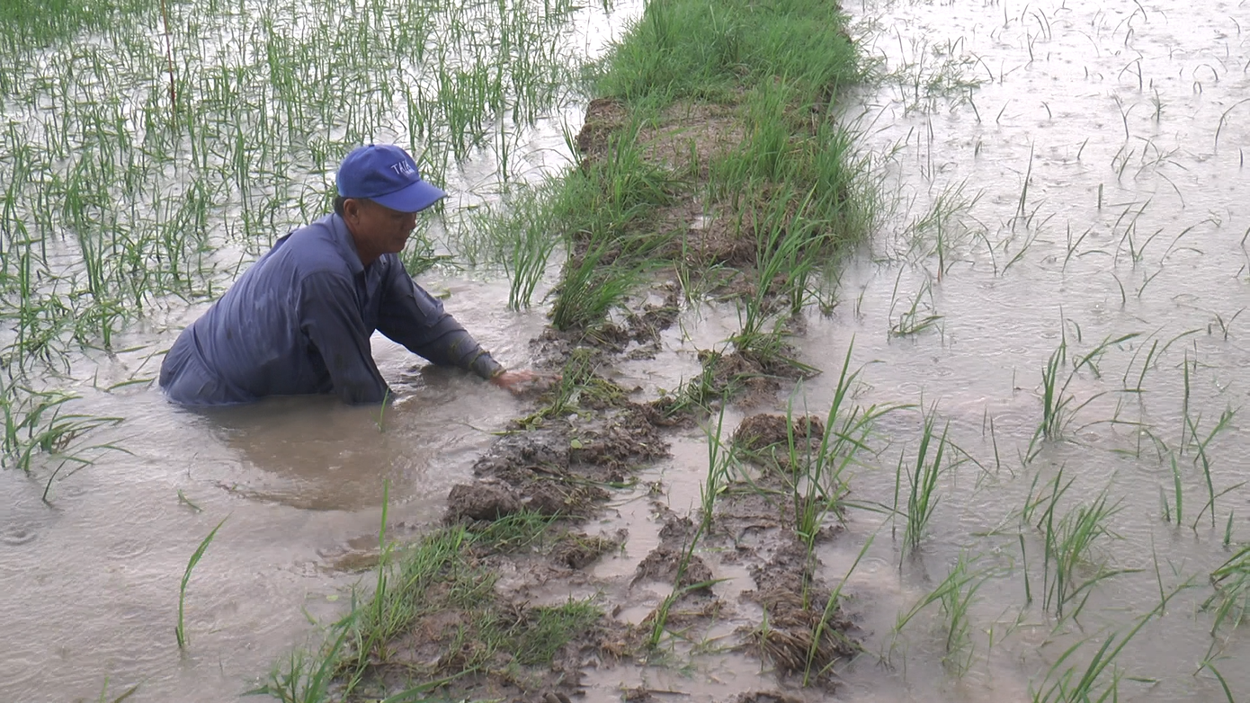 Mưa lớn làm nhiều đồng lúa ở Cà Mau bị ngập sâu.