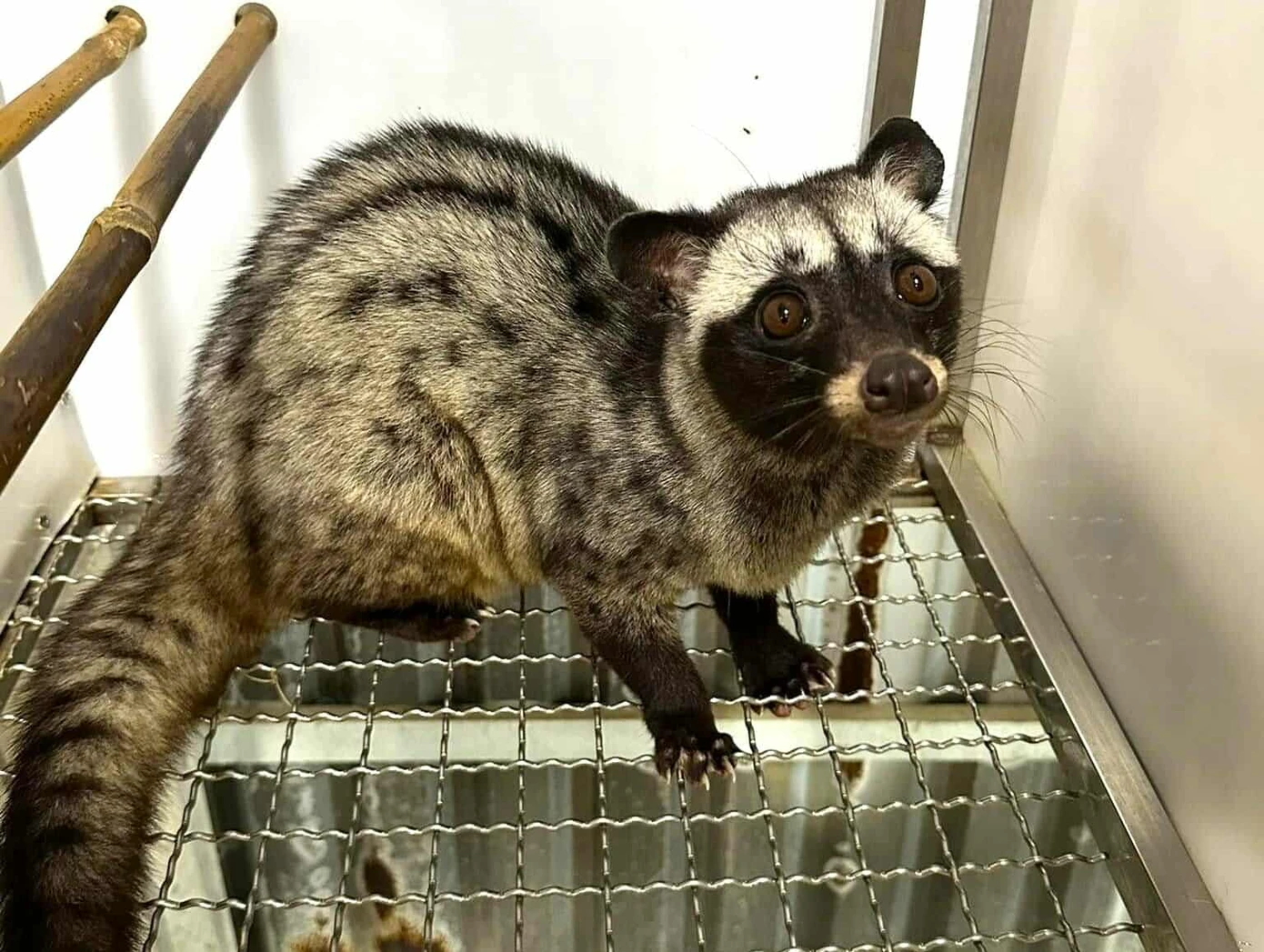 Cô dâu được tặng 100 con chồn hương làm của hồi môn.