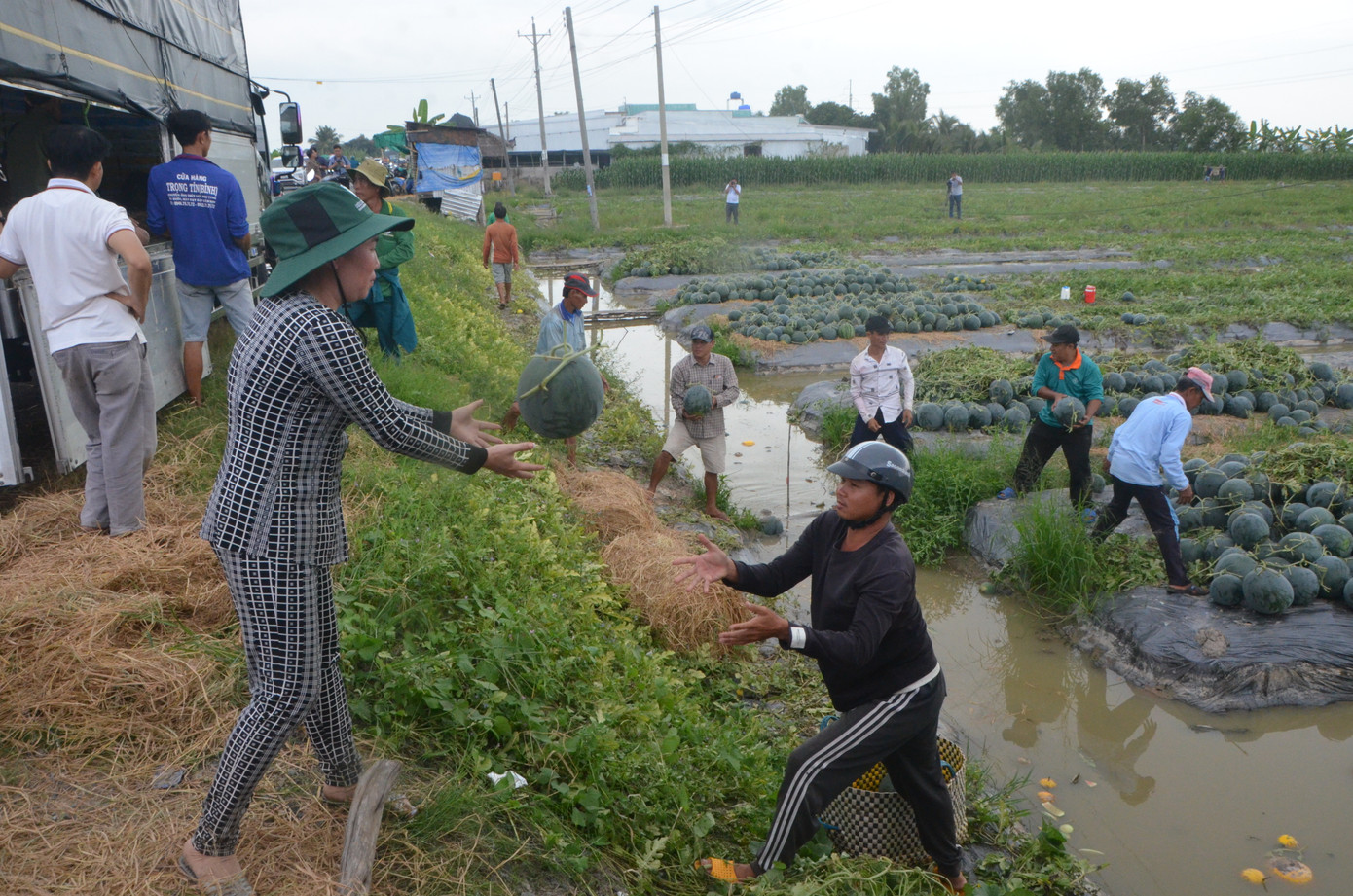 Thời điểm thích hợp nhất để trồng dưa hấu Tết là khoảng ngày 15 - 16/10 và đến khoảng ngày 24 – 25/12 Âm lịch, người dân bắt đầu thu hoạch đồng loạt để phục vụ cho nhu cầu tiêu thụ trong dịp Tết. Thời điểm thích hợp nhất để trồng dưa hấu Tết là khoảng ngày 15 - 16/10 và đến khoảng ngày 24 – 25/12 Âm lịch, người dân bắt đầu thu hoạch đồng loạt để phục vụ cho nhu cầu tiêu thụ trong dịp Tết.