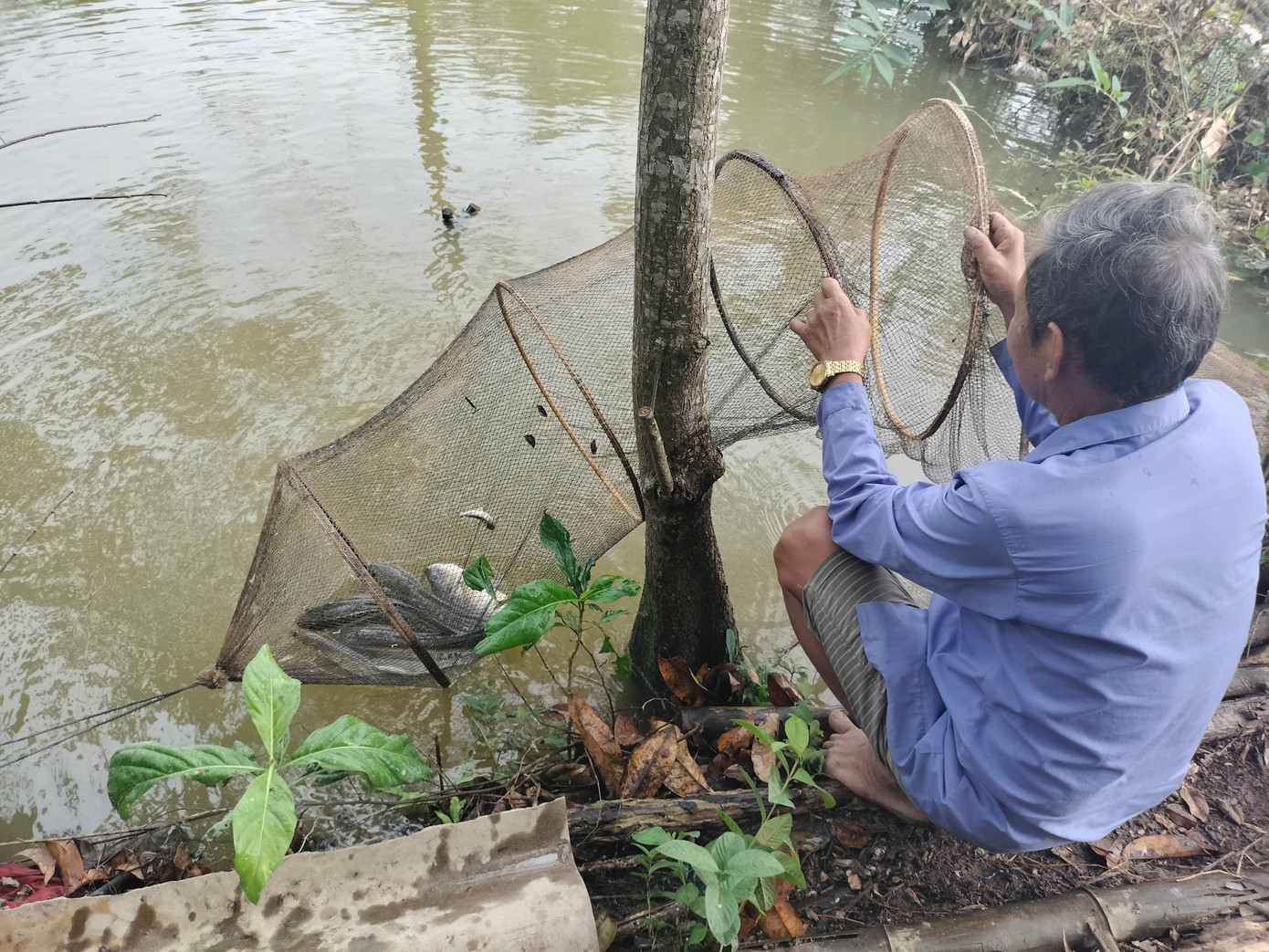 Để dành những con cá lóc ngon dùng trong mâm cơm gia đình dịp Tết đến xuân về, người nông dân cho cá xuống ao để rọng (vèo) vào lú.