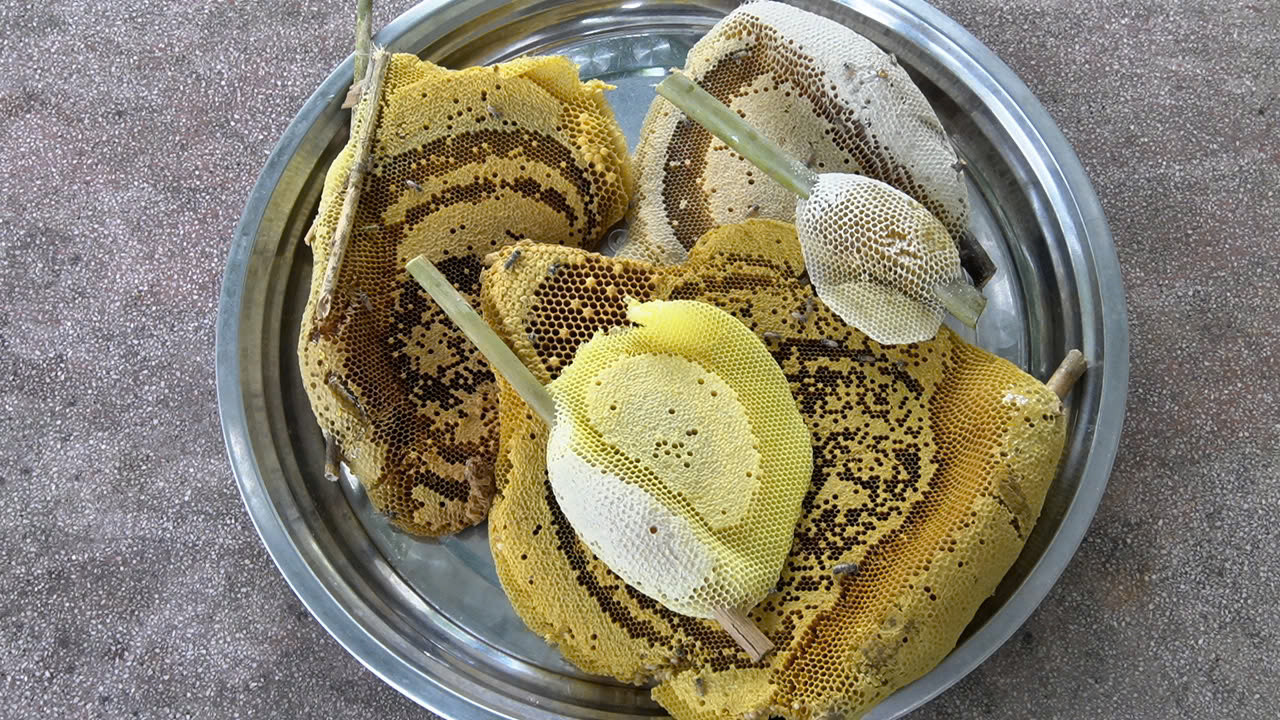 Tổ ong ruồi lớn nhất cho tầm 1,5 lít mật, tổ dao động từ 0,5-1 xị (0,25 lít). Để có được một lít mật ong ruồi, những người thợ phải lấy từ 3-4 tổ ong.