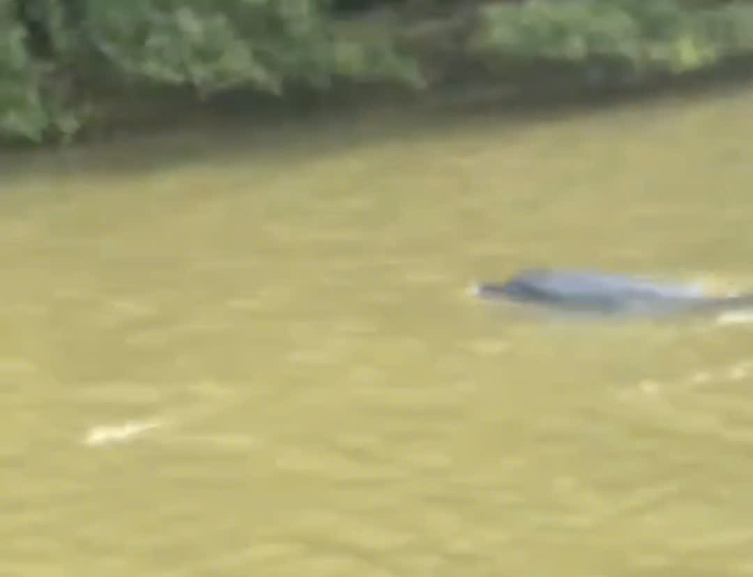 “Cá lạ” giống cá heo được người dân phát hiện bơi gần TP. Cà Mau.