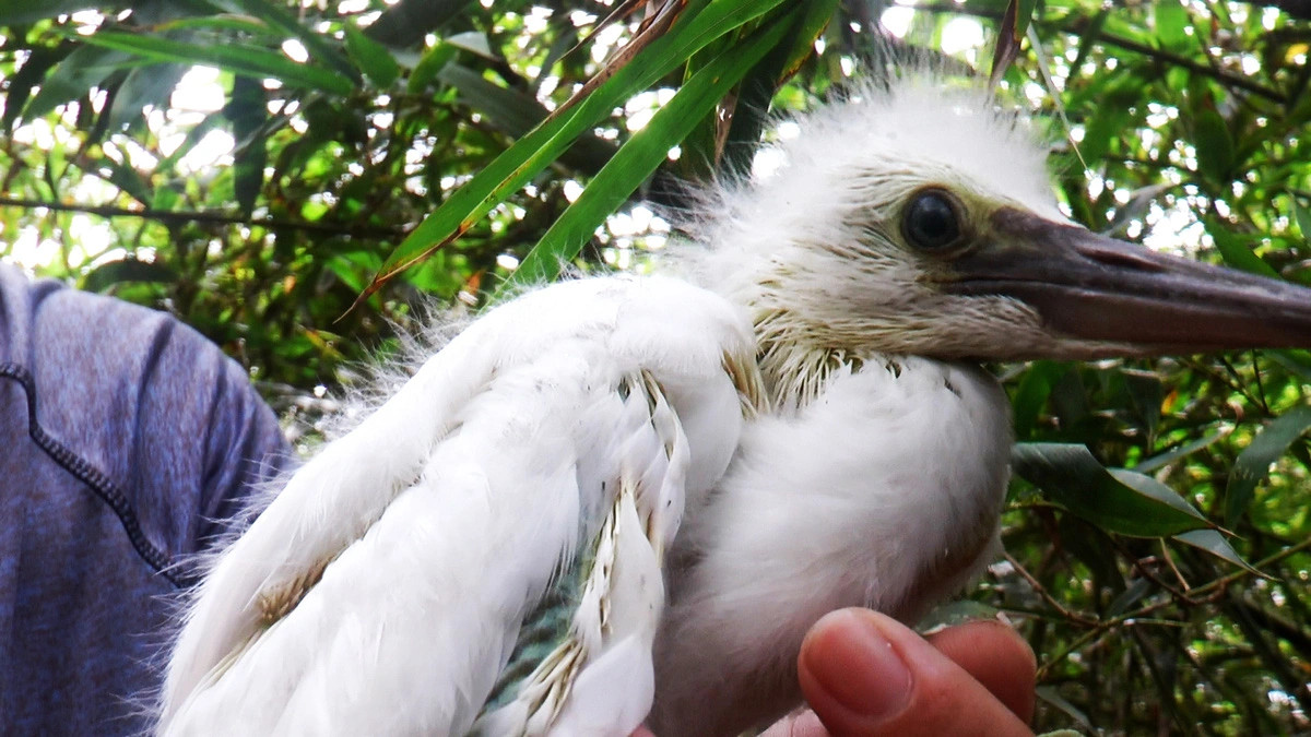 Từ năm 2018, Sở Văn hoá - Thể thao và Du lịch tỉnh Cà Mau phê duyệt Đề án phát triển vườn chim, trong đó có công tác bảo vệ, trồng thêm cây xanh, bổ sung thức ăn hằng ngày cho chim bố mẹ đang sinh sản và 1 bác sĩ thú ý chuyên phụ trách vườn chim. Từ năm 2018, Sở Văn hoá - Thể thao và Du lịch tỉnh Cà Mau phê duyệt Đề án phát triển vườn chim, trong đó có công tác bảo vệ, trồng thêm cây xanh, bổ sung thức ăn hằng ngày cho chim bố mẹ đang sinh sản và 1 bác sĩ thú ý chuyên phụ trách vườn chim.