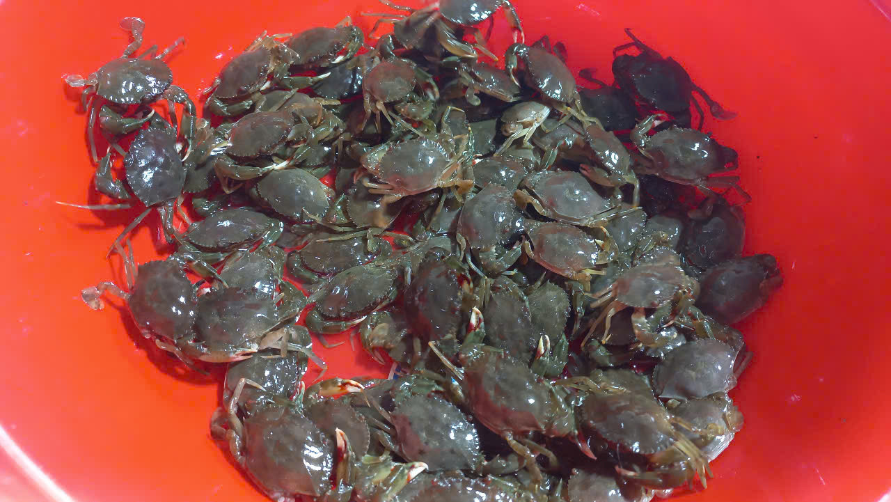 Mỗi quy trình nuôi cua mít thường kéo dài 25-45 ngày (tuỳ theo độ mặn và nguồn thức ăn).