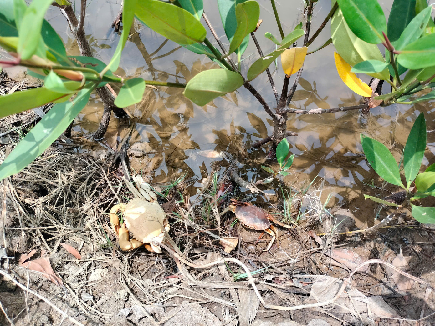 Cua nuôi dính bệnh thường có dấu hiệu hoạt động chậm, nhợt nhạt, mai đóng rong, bám bẩn... Cua nuôi dính bệnh thường có dấu hiệu hoạt động chậm, nhợt nhạt, mai đóng rong, bám bẩn...