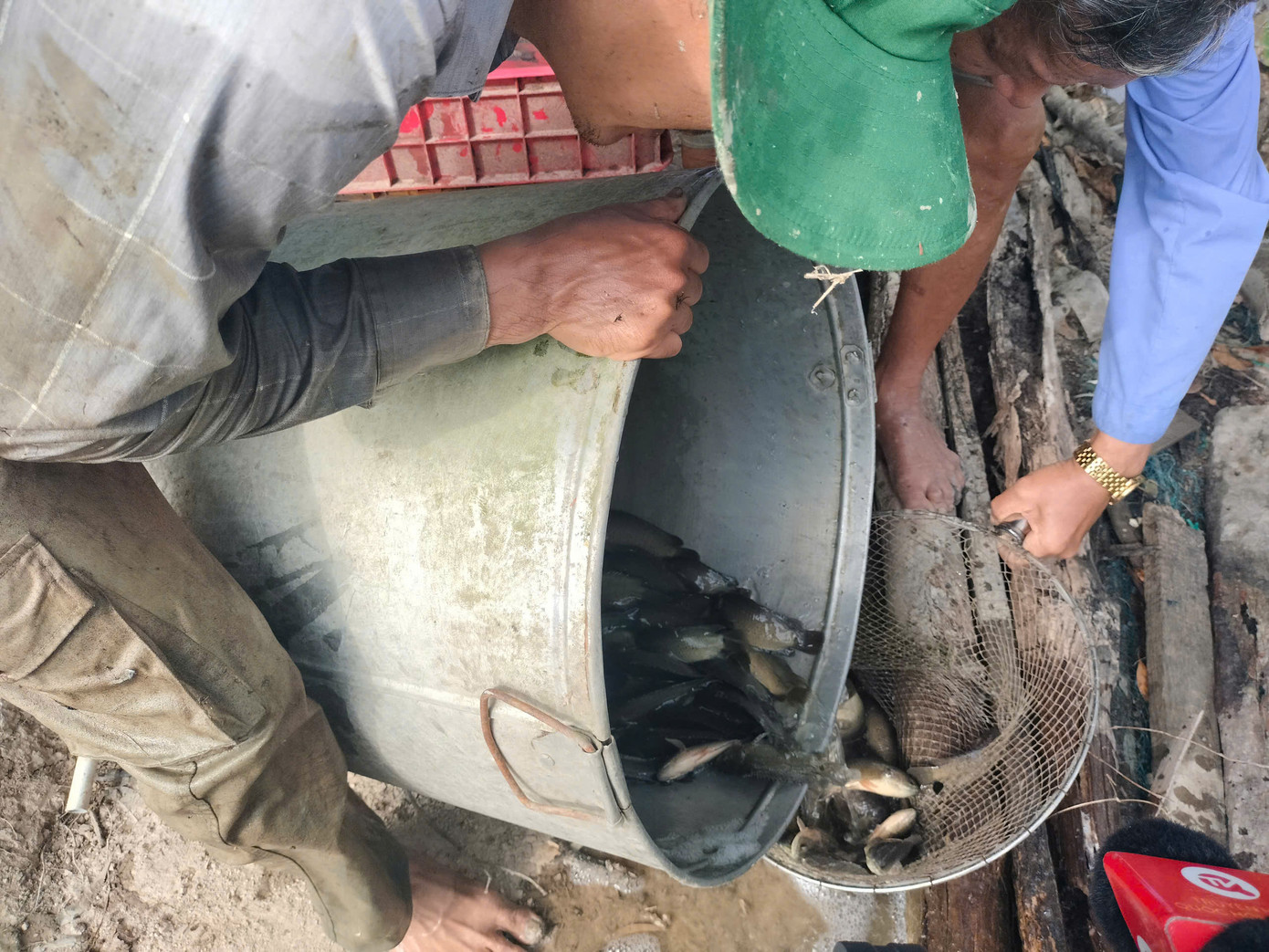 Thông thường, những loại cá đồng có tập tính thích di chuyển như cá lóc, cá trê, cá rô… dễ “lọt hầm” nhất.