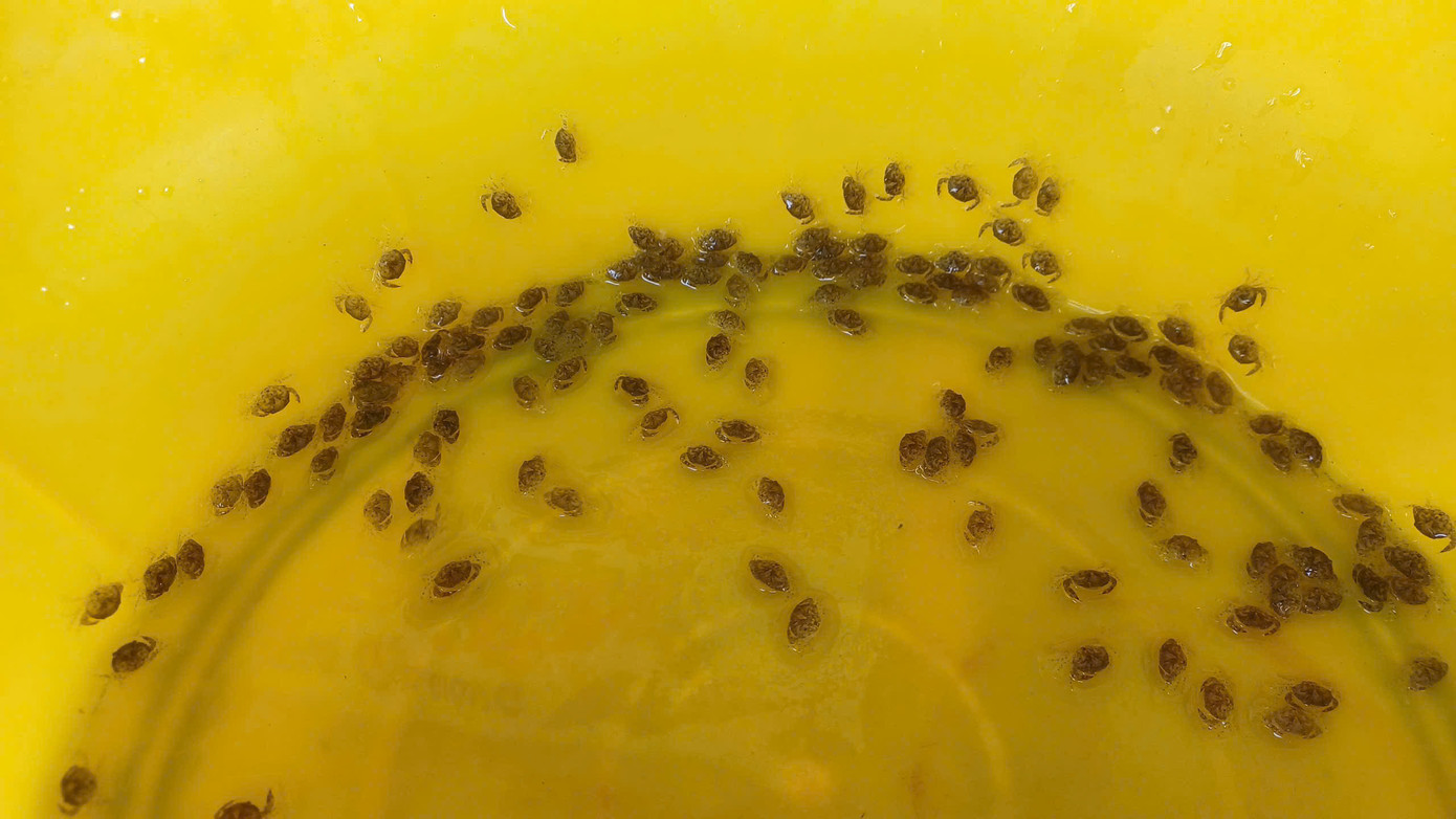 Đa phần cua biển giống khi bán có kích thước chỉ bằng hạt tiêu, hạt dưa… nên vợ chồng ông Hiền đã dùng cây chân nhang để làm dụng cụ đếm cua bán cho khách hàng.