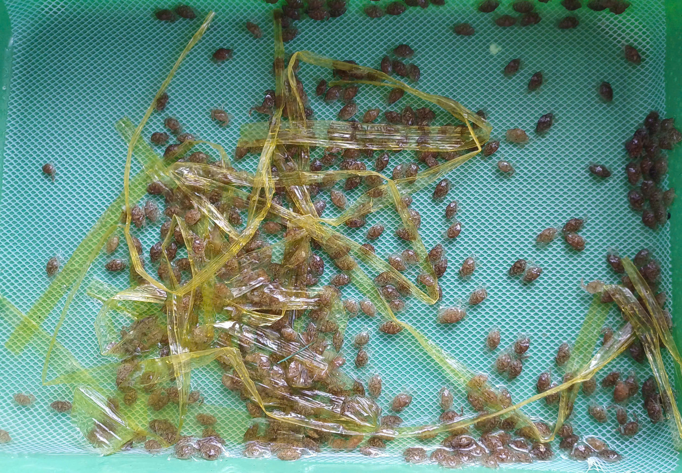 Cơ sở của ông Hiền trung bình mỗi ngày cung cấp ra thị trường khoảng 450.000 con tôm giống và hàng chục ngàn con cua biển giống các loại.