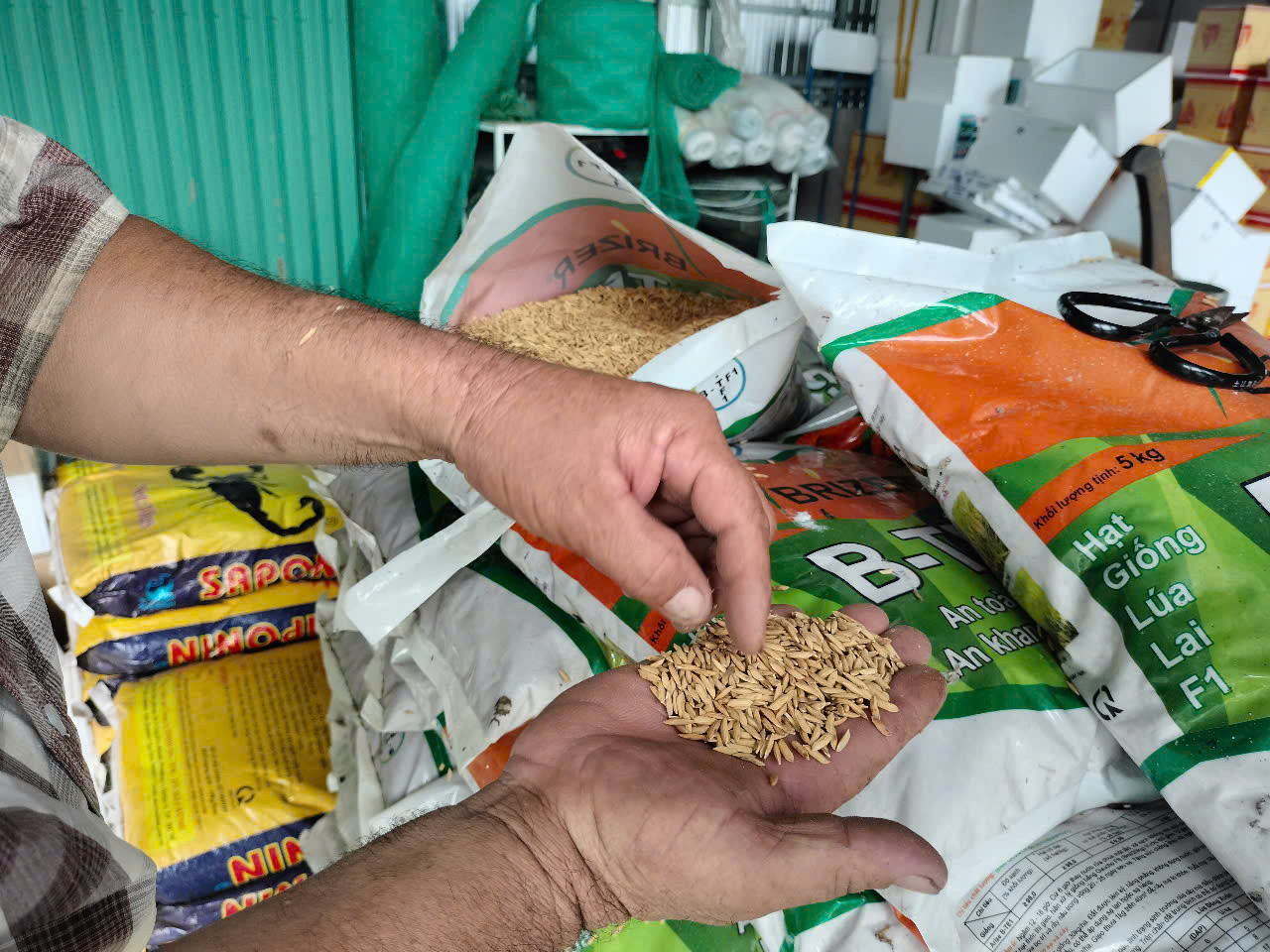 Khi mở bao, hạt lúa giống cũng khác loại thương hiệu thật, hạt lép rất nhiều. Khi mở bao, hạt lúa giống cũng khác loại thương hiệu thật, hạt lép rất nhiều.