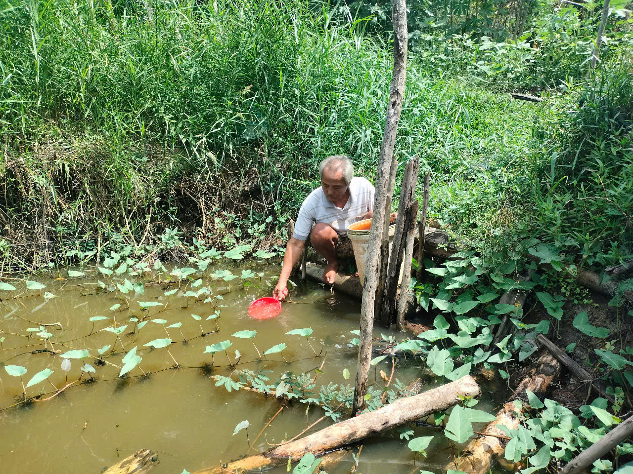 Gia đình ông Nguyễn Văn Dũng phải sử dụng nước ao, đìa cho sinh hoạt hằng ngày.