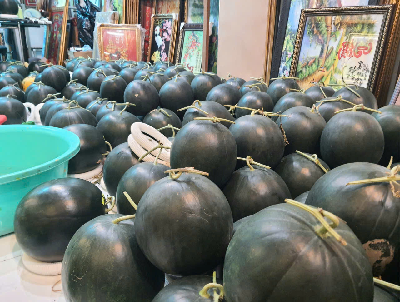 Những quả dưa được chọn để tạo hình phải là dưa già, vỏ xanh bóng, tròn đều.