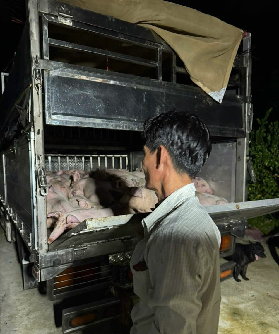 Lực lượng chức năng tạm giữ 120 con heo vận chuyển không có giấy chứng nhận kiểm dịch theo quy định. Lực lượng chức năng tạm giữ 120 con heo vận chuyển không có giấy chứng nhận kiểm dịch theo quy định.