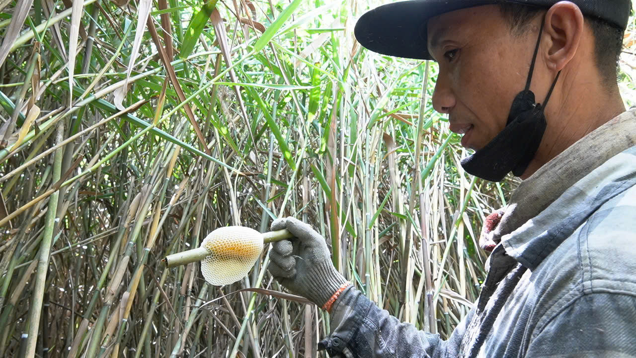 Loại mật này có quanh năm nhưng chất lượng nhất từ tháng 12 tới tháng 3 Âm lịch.