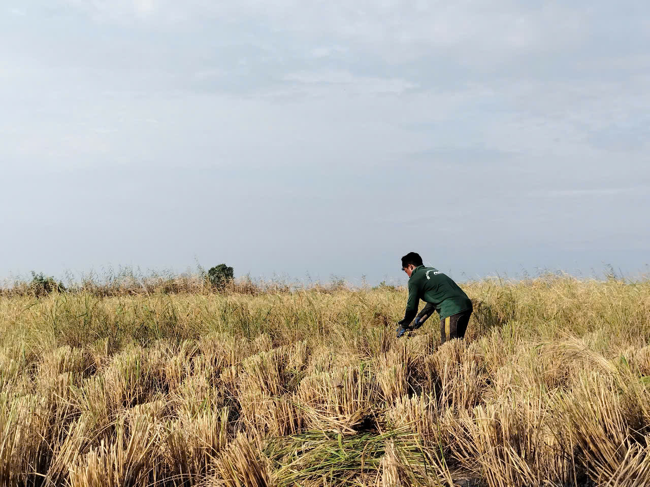 Nhóm cắt thuê từ 3-5 người, có nhóm cả chục người, bắt đầu làm từ khoảng 6h sáng đến khoảng 10h30 xong diện tích được khoán.