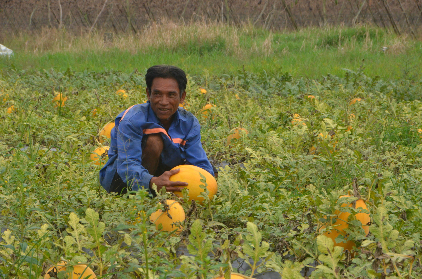 Với 1ha dưa hoàng kim (dưa vàng), nông dân thu lợi nhuận từ 15-16 triệu đồng sau khi trừ chi phí. Với 1ha dưa hoàng kim (dưa vàng), nông dân thu lợi nhuận từ 15-16 triệu đồng sau khi trừ chi phí.