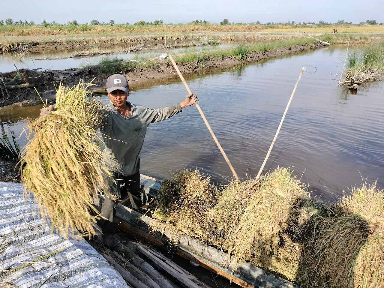 Bên cạnh đó, trong các ấp bà con gặt đổi công cho nhau, hỗ trợ nhau vận chuyển lúa lên bờ.