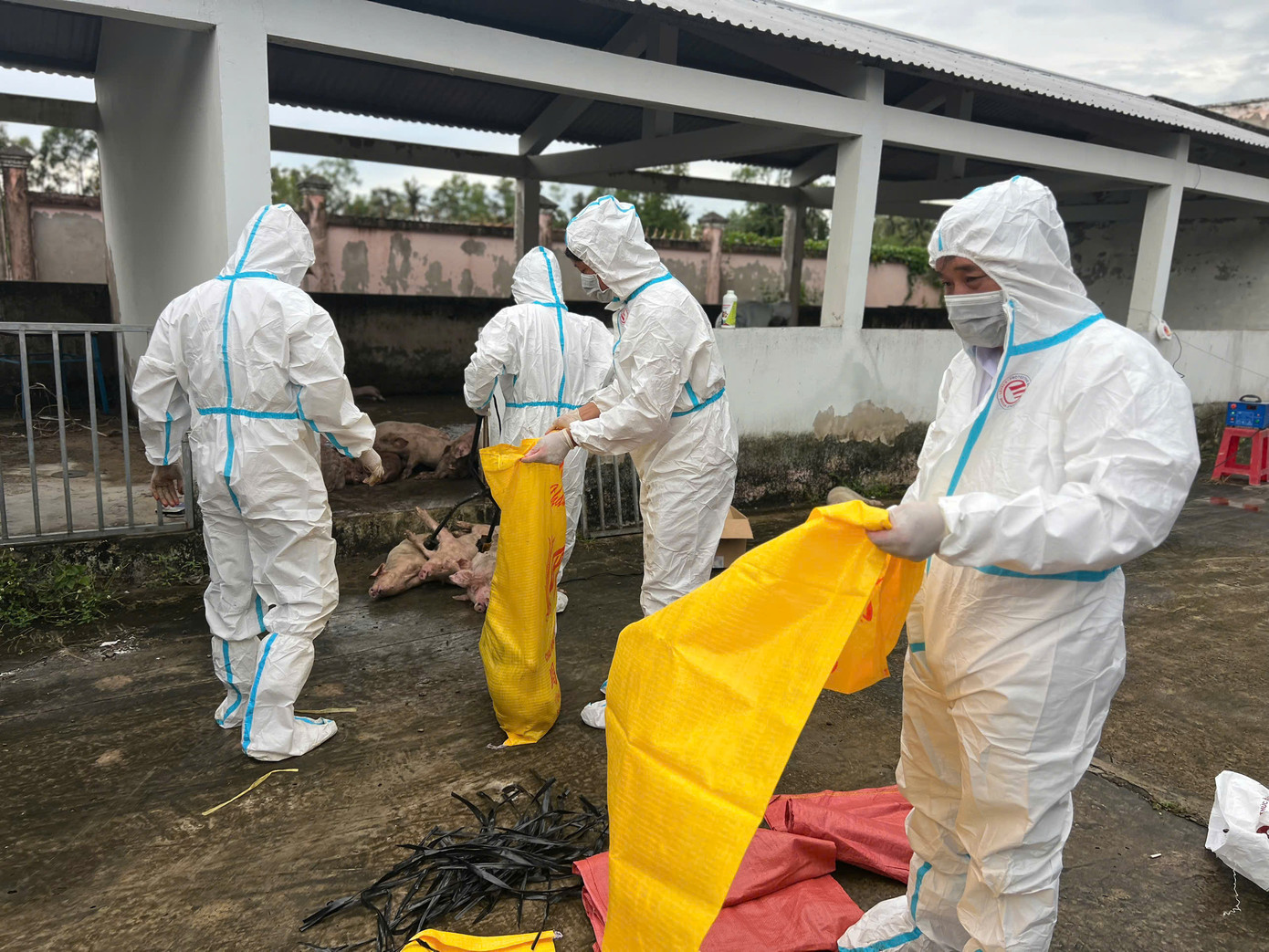 Lực lượng chức năng tiến hành tiêu huỷ đàn heo nhiễm bệnh. Lực lượng chức năng tiến hành tiêu huỷ đàn heo nhiễm bệnh.