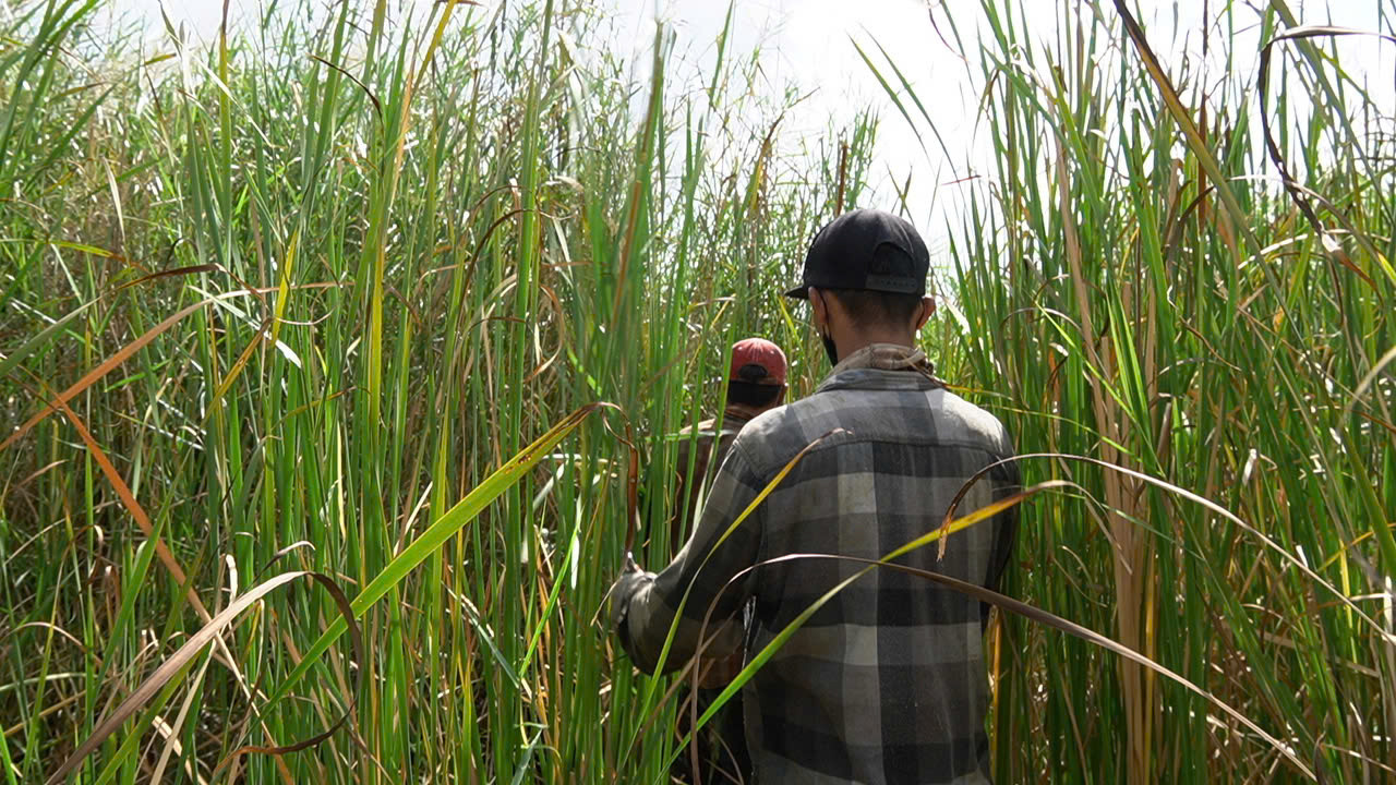 Mỗi lần đi tìm tổ ong ruồi, anh Lê Tài Thủ (ở TP.Cà Mau) lội bộ hàng chục kilomet ở rừng, bờ vuông, khu vực nhiều cây. Hơn 10 năm theo nghề săn ong ruồi lấy mật, với giá hơn 1 triệu mỗi lít, mỗi vụ anh Thủ kiếm hơn 40 triệu đồng.
