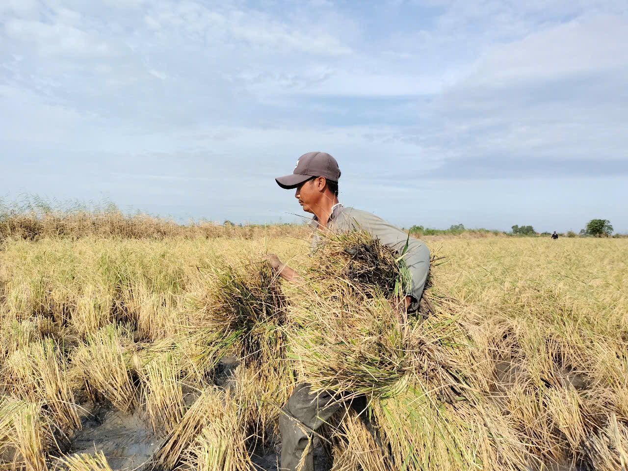Lúa được nông dân di chuyển ra 2 bên bờ, sau đó chất lên xuồng đưa vào bờ tập kết.