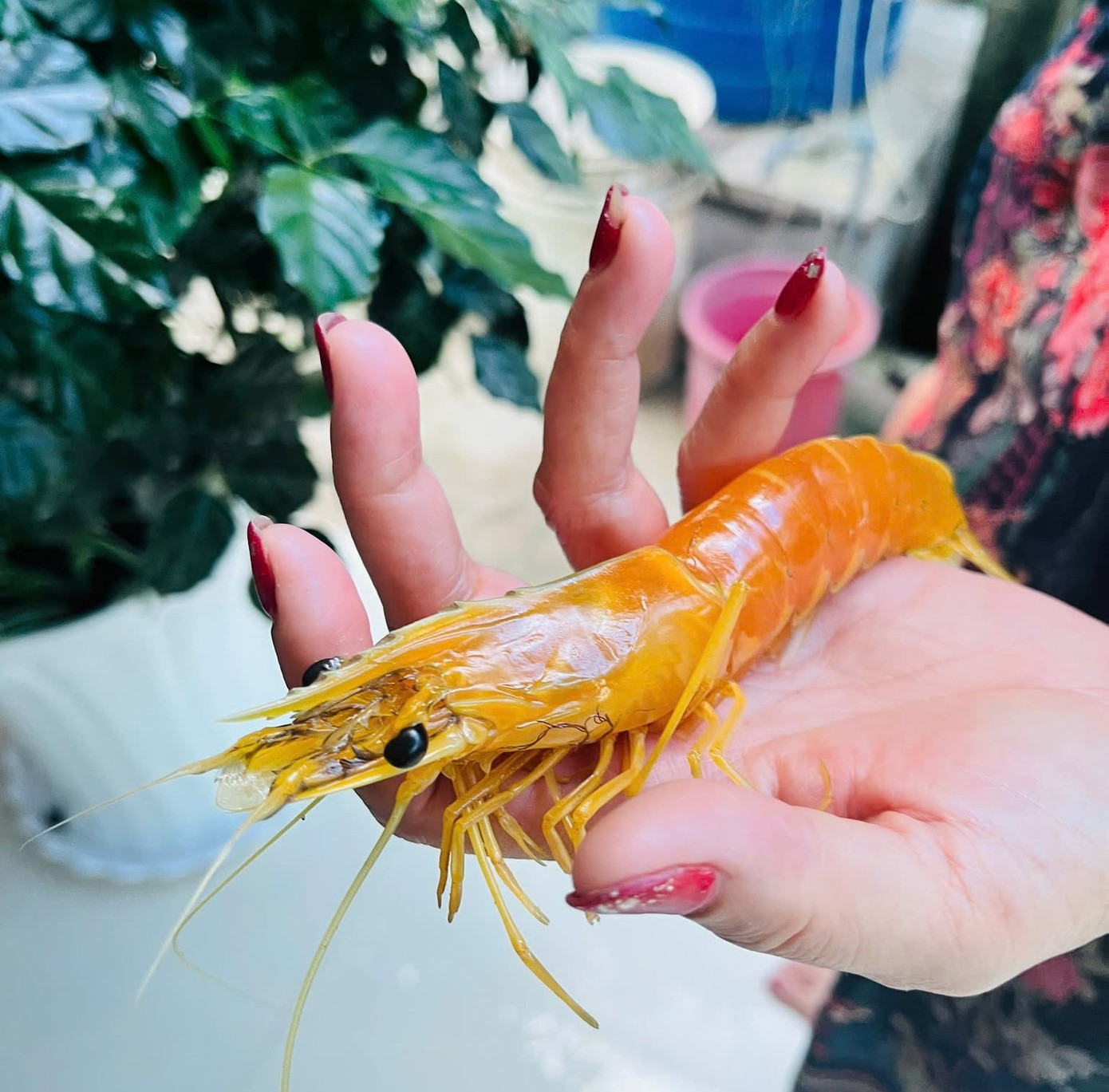 Con tôm sú có màu vàng kỳ lạ vừa được một nông dân Cà Mau bắt được khi ra vuông thăm lú. Con tôm sú có màu vàng kỳ lạ vừa được một nông dân Cà Mau bắt được khi ra vuông thăm lú.