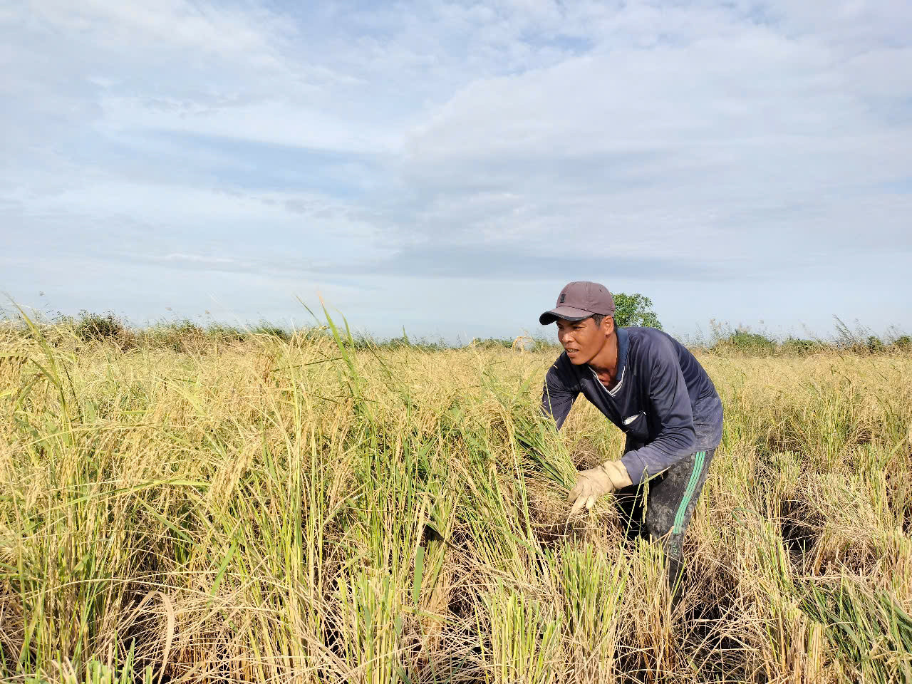 Tại vùng Đồng bằng sông Cửu Long, hầu hết người làm nghề gặt lúa thuê là nam giới, vì công việc trên đồng ruộng dưới nắng gắt đòi hỏi sức khỏe phải tốt.