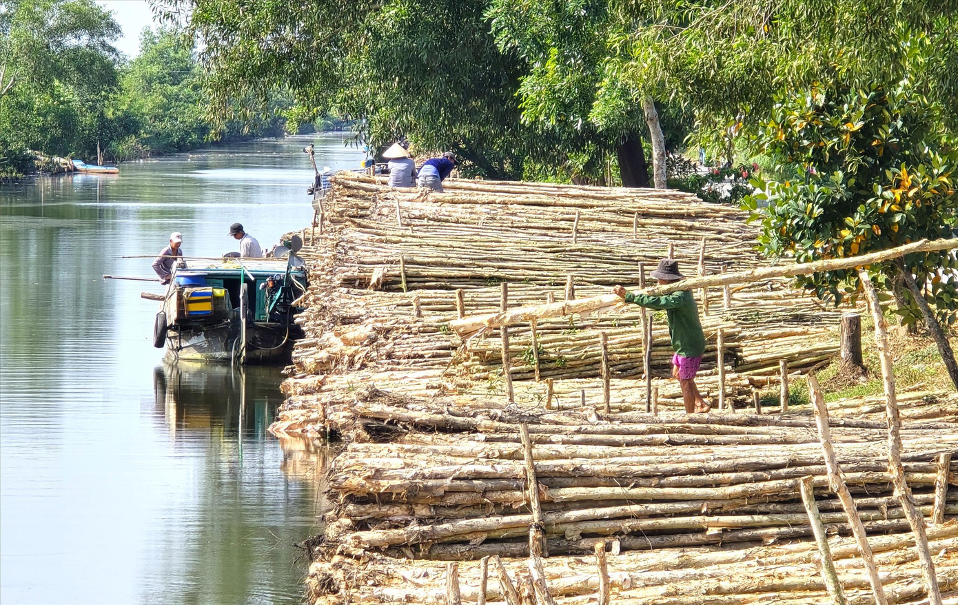 Phận đời mưu sinh nơi ‘chợ tràm’ U Minh Hạ ảnh 3 Phận đời mưu sinh nơi ‘chợ tràm’ U Minh Hạ ảnh 3