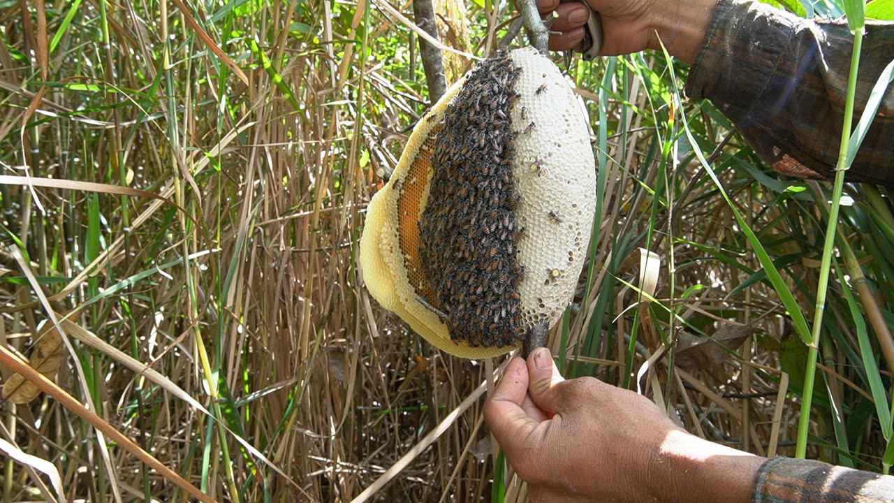 Ong ruồi thường làm tổ ở khu vực rậm rạp, như bờ sậy, tràm, lức. Mật ong ruồi được mệnh danh là loại mật ngon nhất.