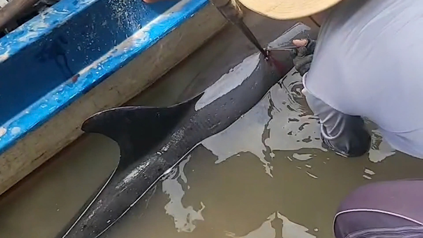 Người dân giải cứu con cá heo bị cây chỉa đâm khi bơi "lạc" vào sông ở Cà Mau.