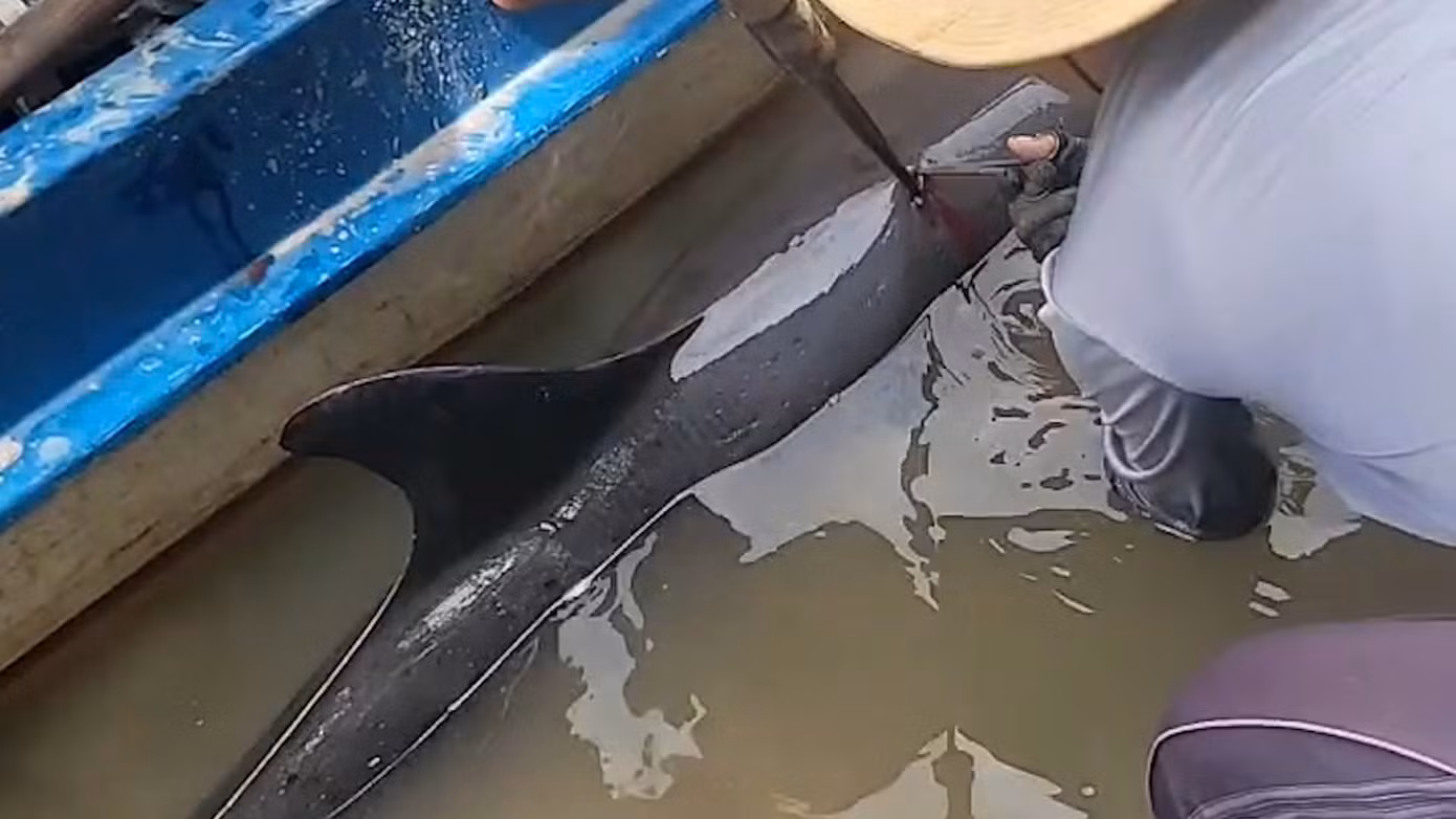 Người dân giải cứu con cá heo bị cây chỉa đâm khi bơi "lạc" vào sông ở Cà Mau. Người dân giải cứu con cá heo bị cây chỉa đâm khi bơi "lạc" vào sông ở Cà Mau.
