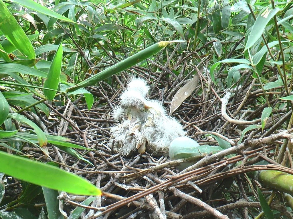 Từ đó tới nay, vườn chim luôn được nhiều thế hệ giữ gìn, bảo tồn và phát triển. Dù TP. Cà Mau ngày càng phát triển, sự ồn ào của phố thị vườn chim vẫn tồn tại, các loài chim vẫn tìm về cư ngụ, sinh sản, vườn thành nét đặc thù quý giá của một thành phố chót mũi cực Nam đất nước. Từ đó tới nay, vườn chim luôn được nhiều thế hệ giữ gìn, bảo tồn và phát triển. Dù TP. Cà Mau ngày càng phát triển, sự ồn ào của phố thị vườn chim vẫn tồn tại, các loài chim vẫn tìm về cư ngụ, sinh sản, vườn thành nét đặc thù quý giá của một thành phố chót mũi cực Nam đất nước.