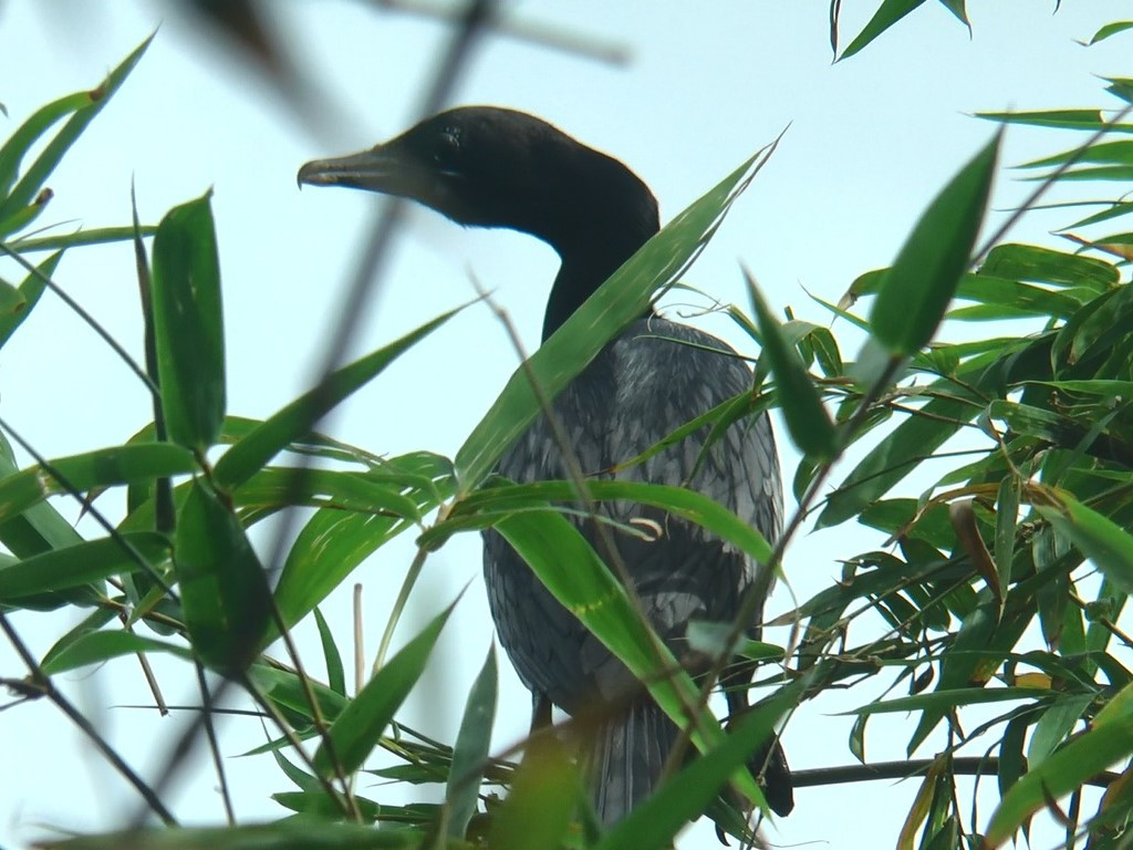 Ngoài dùng chim mồi, đơn vị quản lý vườn còn bổ sung thêm thức ăn để kéo chim tự nhiên về vườn. “Lúc đó, tỉnh Cà Mau có rất nhiều vườn chim nằm rải rác các huyện, nhưng khi di chuyển tham quan chủ yếu bằng đường thuỷ rất khó khăn. Ban lãnh đạo muốn tạo dựng vườn chim tại trung tâm TP. Cà Mau để khách tiện tham quan”, ông Trịnh Huy Hoàng - cán bộ quản lý vườn chim TP. Cà Mau - nói. Ngoài dùng chim mồi, đơn vị quản lý vườn còn bổ sung thêm thức ăn để kéo chim tự nhiên về vườn. “Lúc đó, tỉnh Cà Mau có rất nhiều vườn chim nằm rải rác các huyện, nhưng khi di chuyển tham quan chủ yếu bằng đường thuỷ rất khó khăn. Ban lãnh đạo muốn tạo dựng vườn chim tại trung tâm TP. Cà Mau để khách tiện tham quan”, ông Trịnh Huy Hoàng - cán bộ quản lý vườn chim TP. Cà Mau - nói.