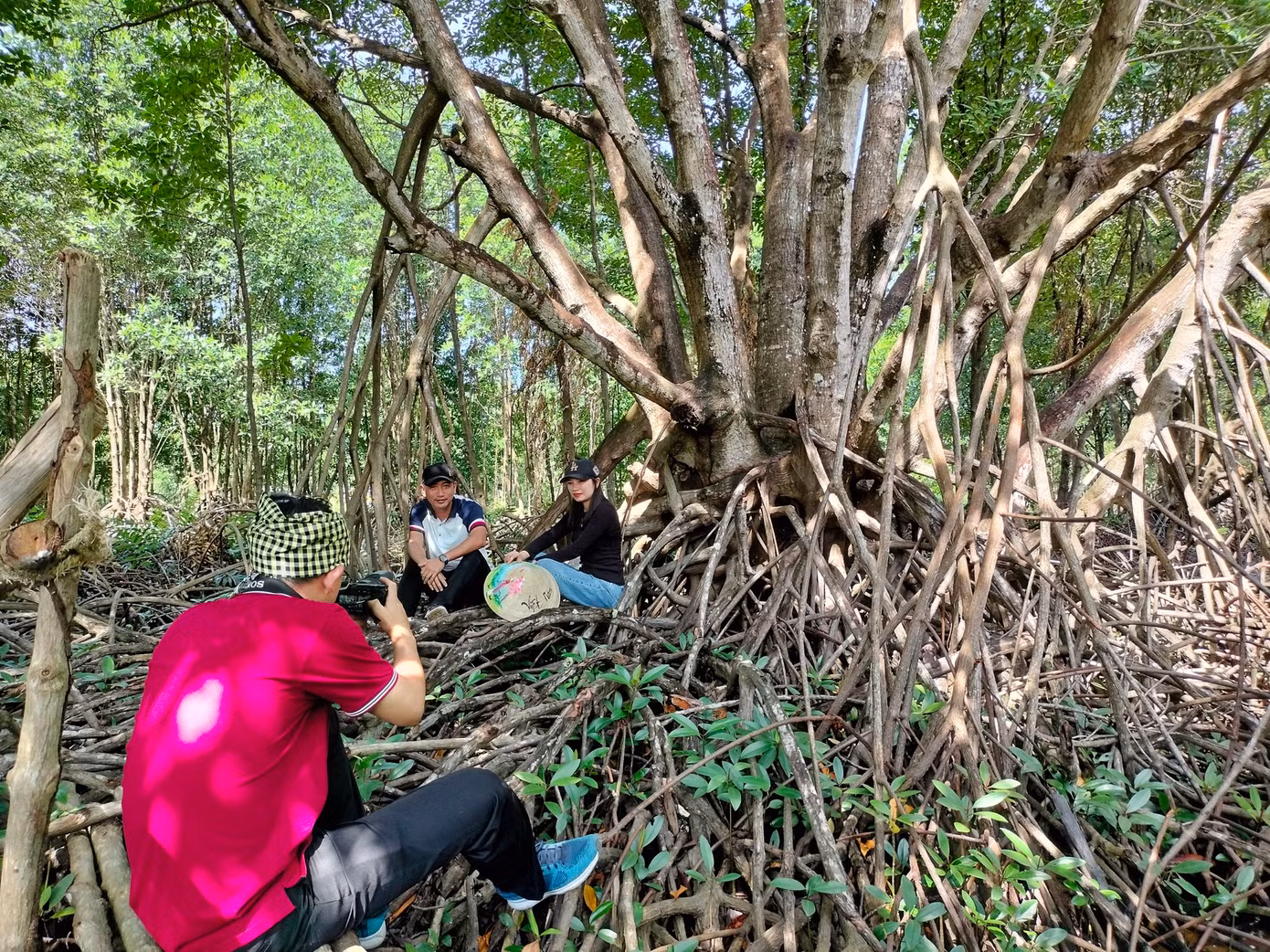Cây đước hơn 60 năm tuổi, thân có 11 ngọn.