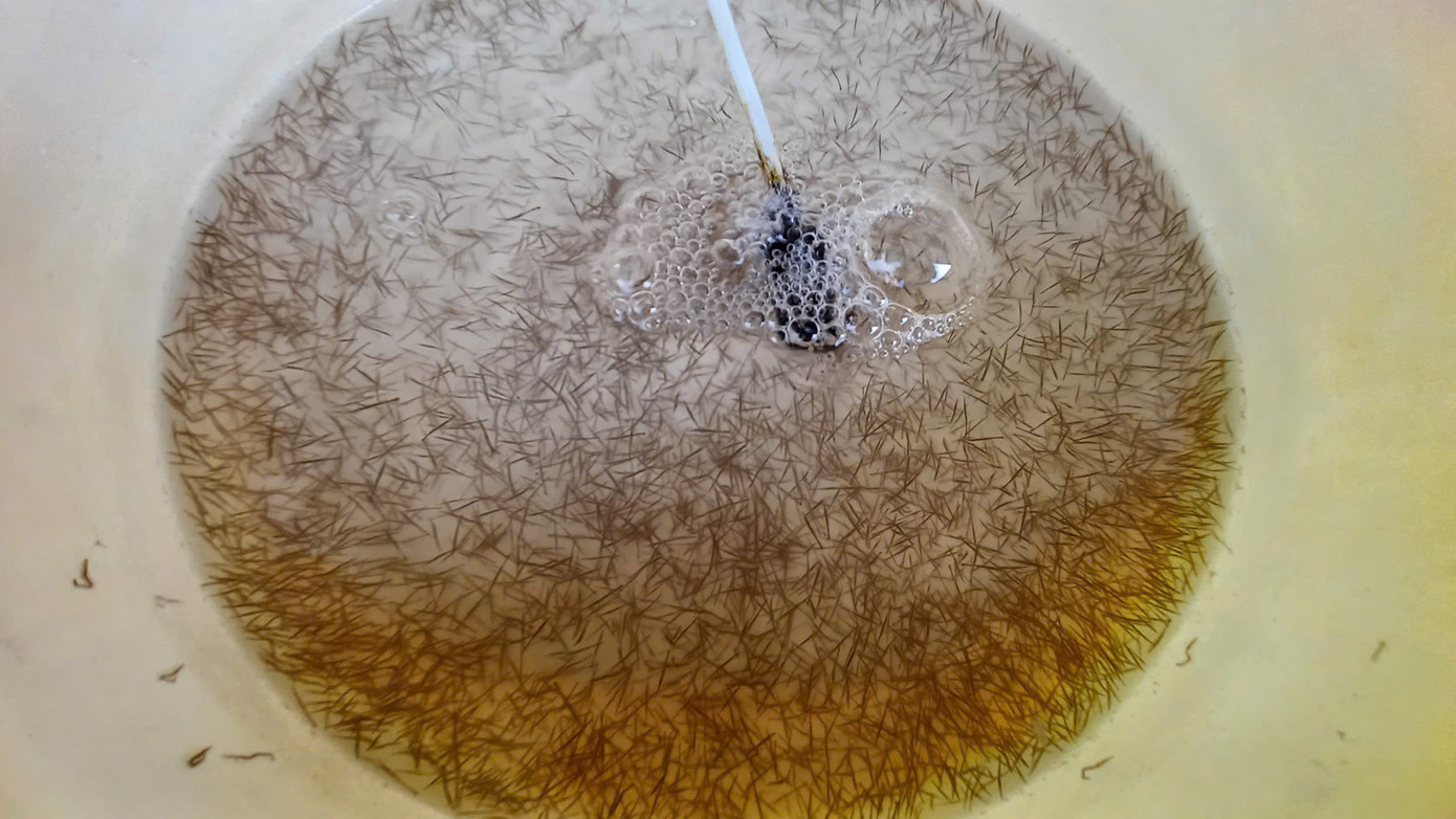 Tôm giống nhỏ chỉ bằng cây kim nên ông Hiền và các bạn nghề bán theo hình thức ước lượng.