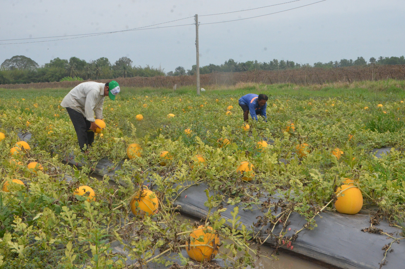 Ông Phạm Ngọc Châu (ngụ ấp Mỹ 1, xã Vĩnh Phú Đông, huyện Phước Long) cho biết, vụ dưa Tết này, gia đình trồng hơn 1ha dưa hấu tròn. Thông thường, người dân bán mão cho thương lái với giá 22 triệu đồng/công dưa trái tròn, năng suất khoảng 4,5 tấn. Ông Phạm Ngọc Châu (ngụ ấp Mỹ 1, xã Vĩnh Phú Đông, huyện Phước Long) cho biết, vụ dưa Tết này, gia đình trồng hơn 1ha dưa hấu tròn. Thông thường, người dân bán mão cho thương lái với giá 22 triệu đồng/công dưa trái tròn, năng suất khoảng 4,5 tấn.