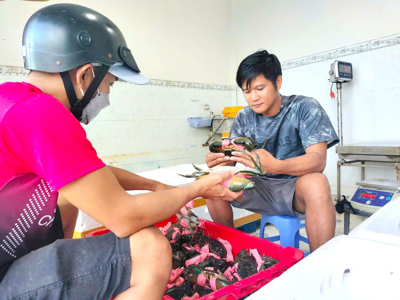 Một cơ sở xuất bán cua biển dịp Tết. Một cơ sở xuất bán cua biển dịp Tết.