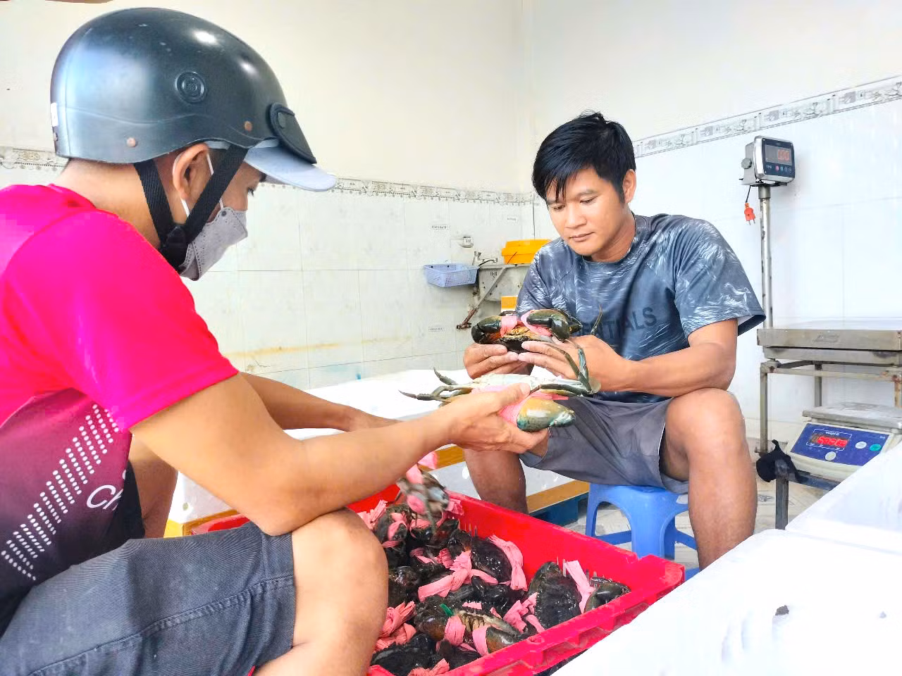 Một cơ sở xuất bán cua biển dịp Tết. Một cơ sở xuất bán cua biển dịp Tết.