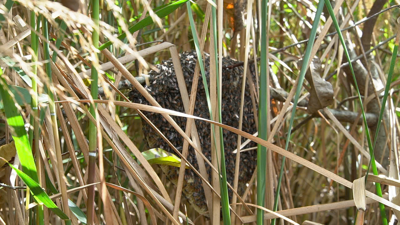 Khác với ong mật có sự hỗ trợ từ con người khi gác những cây kèo ban đầu để ong làm tổ, ong ruồi làm tổ hoàn toàn tự nhiên, nên quá trình săn khó khăn hơn. Ngoài chịu được vất vả thì khả năng quan sát của người thợ sẽ quyết định sản lượng.