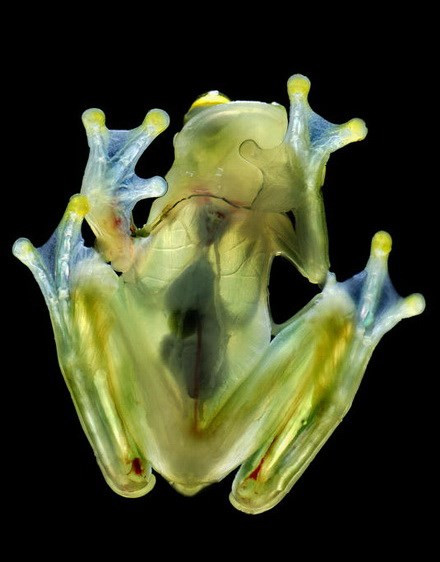 Những loài động vật bí ẩn nhất đại dương ảnh 2