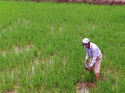 Ruộng đồng ở Phong Xuân luôn hứng chịu những đợt “mưa” đá do nổ mìn. Ruộng đồng ở Phong Xuân luôn hứng chịu những đợt “mưa” đá do nổ mìn
