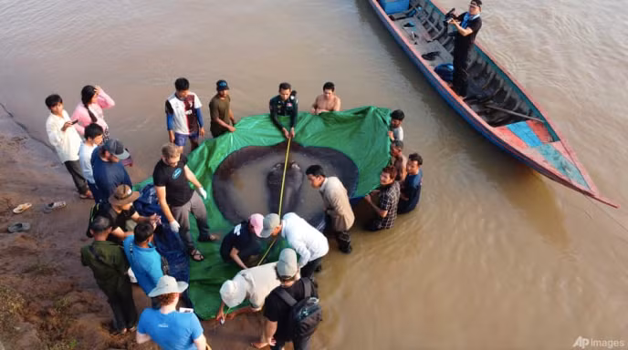 Con cá đã được phóng sinh để trở lại sông Mekong. (Ảnh: AP) Con cá đã được phóng sinh để trở lại sông Mekong. (Ảnh: AP)