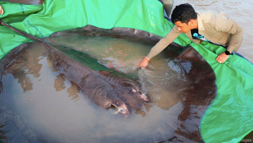 Con cá đuối nặng khoảng 300kg. (Ảnh: AP)