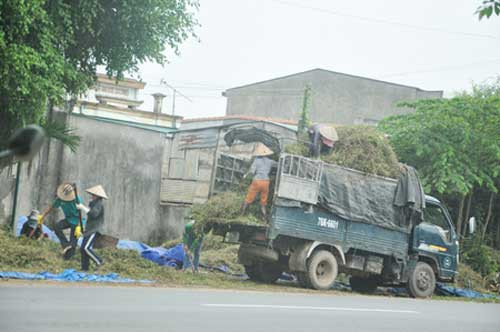  Xe thu gom cà gai tươi để chở về cho thương lái