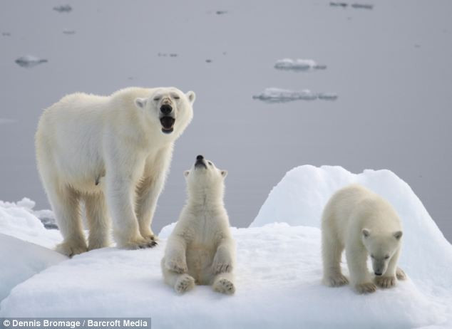 Kêu lên trong thất vọng vì những tảng băng đã tan chảy 