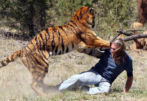 Randy lưu ý, nếu ai đó có hành động như anh, có thể người đó sẽ bị thương nghiêm trọng, thậm chí là bị hổ cắn chết
