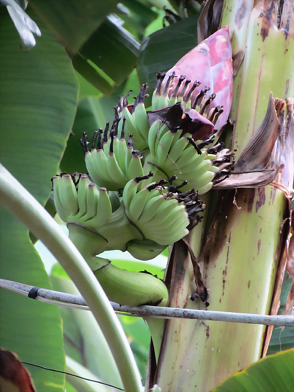 Buồng chuối trổ ngược giữa thân cây thu hút người hiếu kỳ