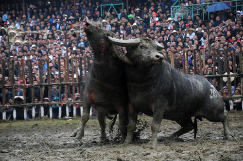 Móc mắt là đòn hiểm để hạ gục đối thủ. Ảnh: Tuấn Nguyễn