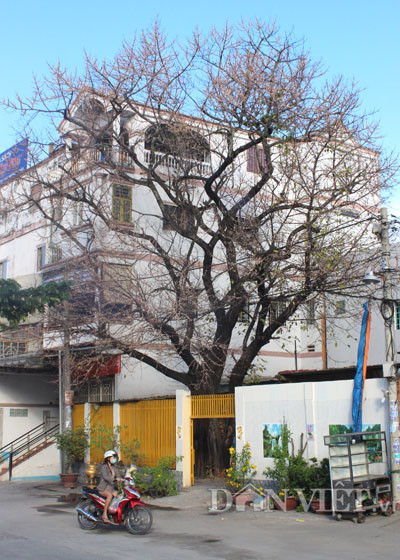 Lạ kỳ cây sộp cổ thụ trổ lộc trắng cành đúng năm mới 2018 ảnh 1