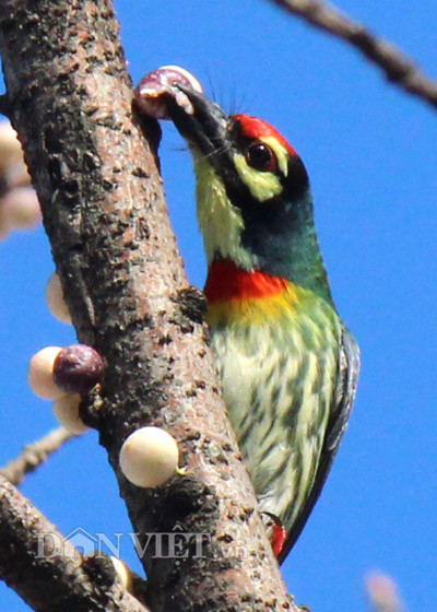 Lạ kỳ cây sộp cổ thụ trổ lộc trắng cành đúng năm mới 2018 ảnh 11