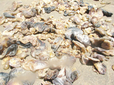 Bong bóng cá nóc gai cũng xuất khẩu 